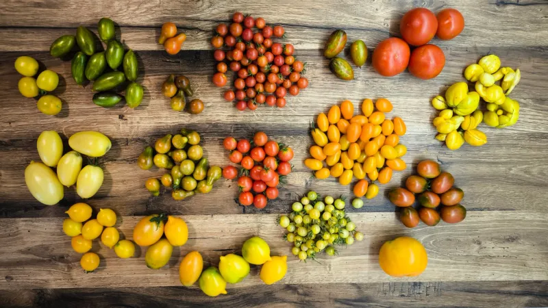 Grow What No Store Will Ever Sell: Inside America's Obsessive Rare Pepper Seed Underground
